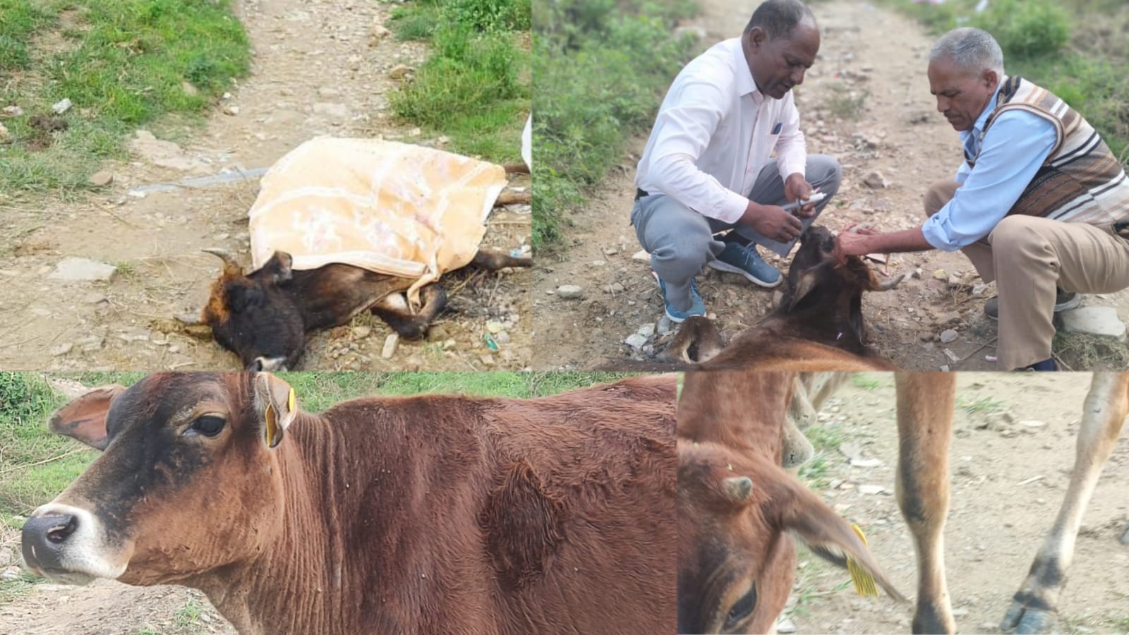 अल्मोड़ा: न्यू विवेकानन्दपुरी में अचेतावस्था में पड़ी गाय, सुधलेवा कौन?
