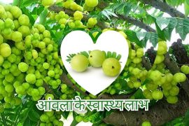 Benefit of Amla , good food