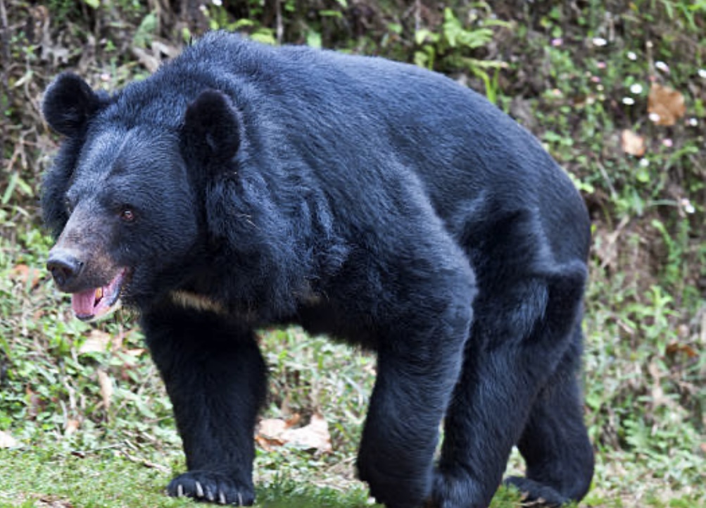 भालू के हमले से ग्रामीण घायल, हायर सेंटर रेफर 