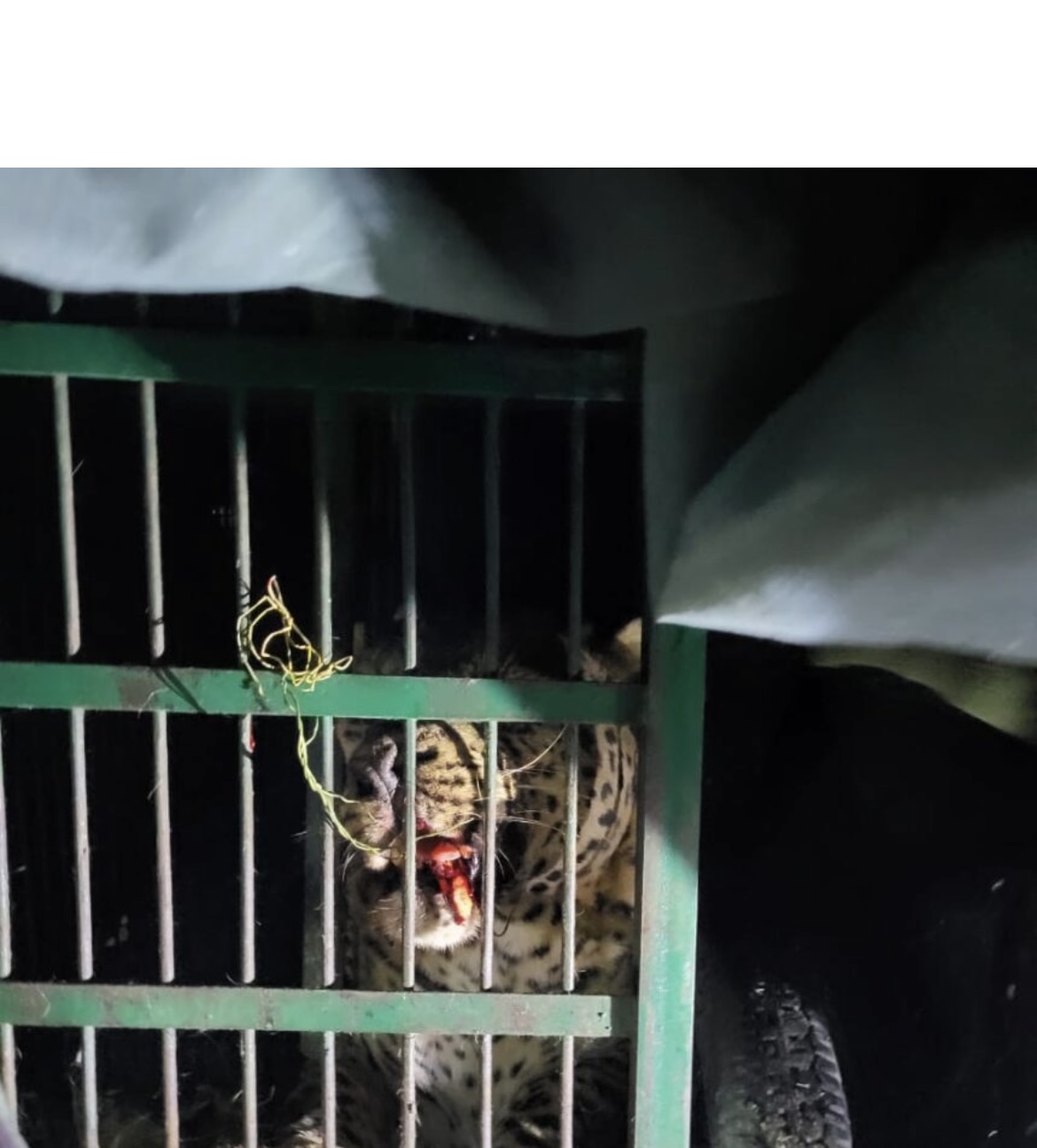 रानीधारा क्षेत्रवासियों ने ली राहत की साँस, पकड़ा गया गुलदार